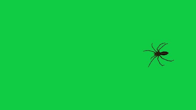 Realistic spider Tarantula moving walking spider net spiderman ant bees fly scorpion The concept of animal, wildlife, horror Halloween 3d animation Green Screen  4K UHD background