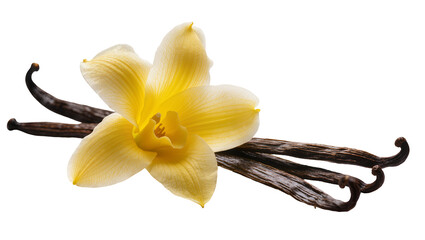 Isolated vanilla flower with several aromatic natural pods for sweet spice and baking © Veaceslav