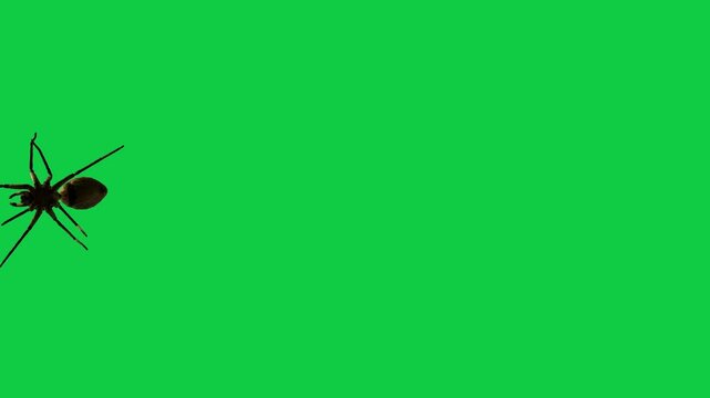Realistic spider Tarantula moving walking spider net spiderman ant bees fly scorpion The concept of animal, wildlife, horror Halloween 3d animation Green Screen  4K UHD background