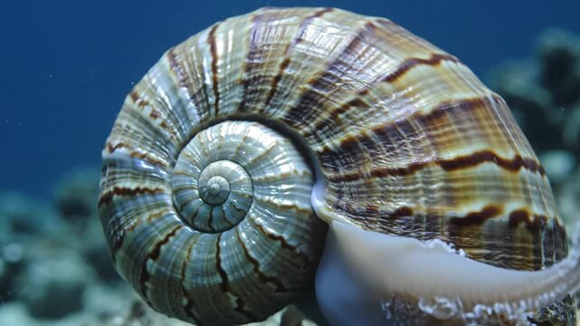 A beautiful Snail with its shell underwater environment