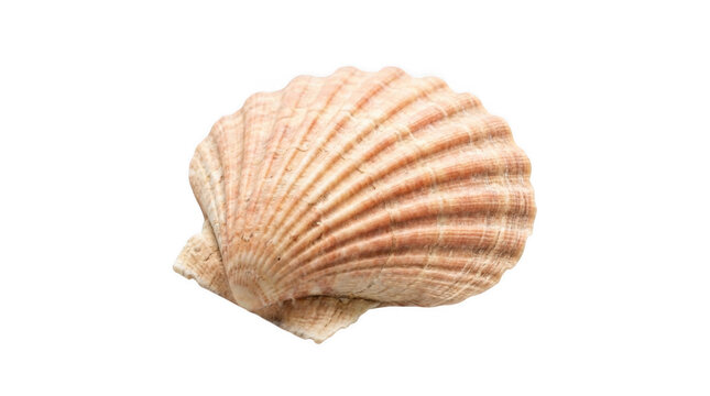 Close-up of a large beige scallop seashell with brown stripes on a white background