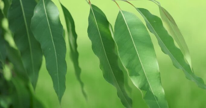 Eucalyptus leaves, Close-up of green eucalyptus leaves gently moving in natural light. Fresh herbal plant concept symbolizing nature, relaxation, and organic environment