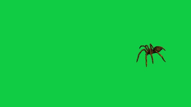 Realistic spider Tarantula moving walking spider net spiderman ant bees fly scorpion The concept of animal, wildlife, horror Halloween 3d animation Green Screen  4K UHD background