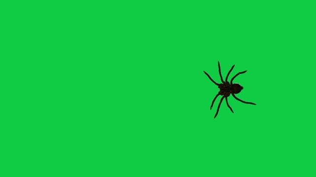 Realistic spider Tarantula moving walking spider net spiderman ant bees fly scorpion The concept of animal, wildlife, horror Halloween 3d animation Green Screen  4K UHD background