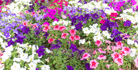 Fototapeta premium Colorful petunia flowers blooming in garden landscape during spring