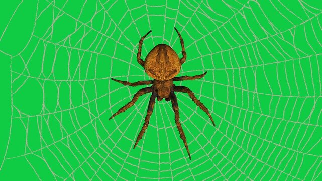 Realistic spider Tarantula moving walking spider net spiderman ant bees fly scorpion The concept of animal, wildlife, horror Halloween 3d animation Green Screen  4K UHD background