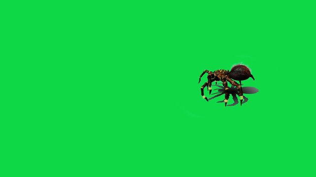 Realistic spider Tarantula moving walking spider net spiderman ant bees fly scorpion The concept of animal, wildlife, horror Halloween 3d animation Green Screen  4K UHD background