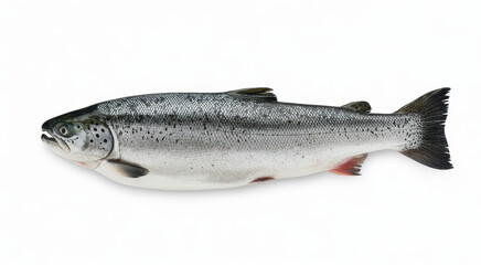 Obraz premium Fresh whole atlantic salmon fish isolated on a white background, for culinary