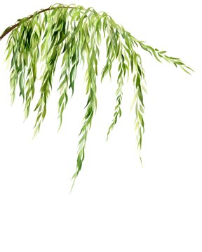 Green willow branch with drooping leaves