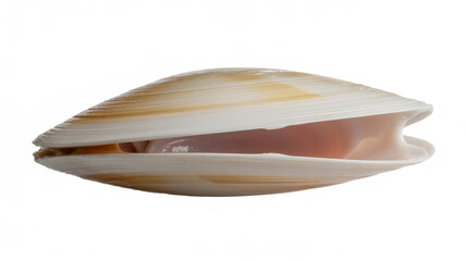 Fototapeta premium Natural open clam shell with smooth surface isolated on a white background