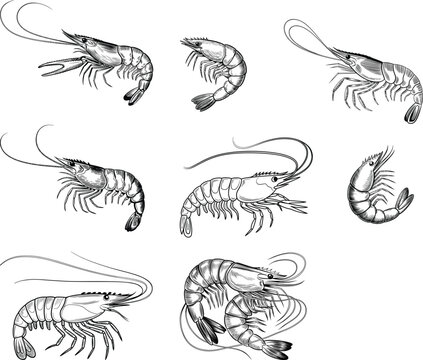 PrintDetailed black and white shrimp illustrations in engraved style showcasing realistic anatomy, seafood design elements, marine biology artwork, and intricate crustacean line dra