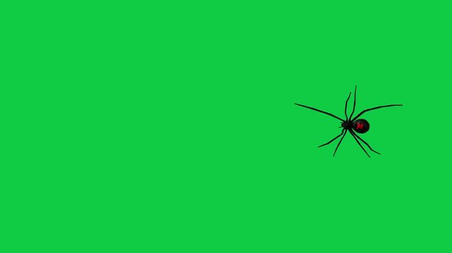 Realistic spider Tarantula moving walking spider net spiderman ant bees fly scorpion The concept of animal, wildlife, horror Halloween 3d animation Green Screen  4K UHD background