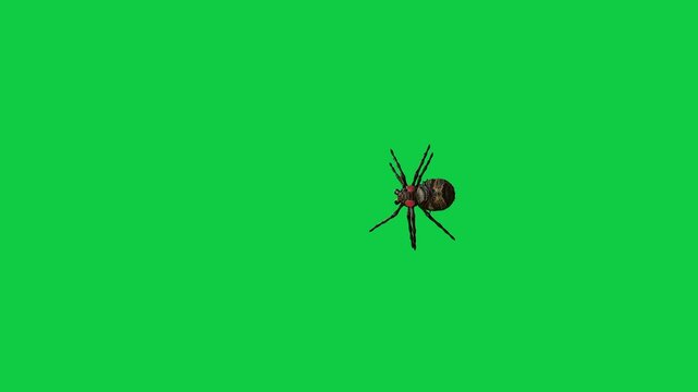 Realistic spider Tarantula moving walking spider net spiderman ant bees fly scorpion The concept of animal, wildlife, horror Halloween 3d animation Green Screen  4K UHD background