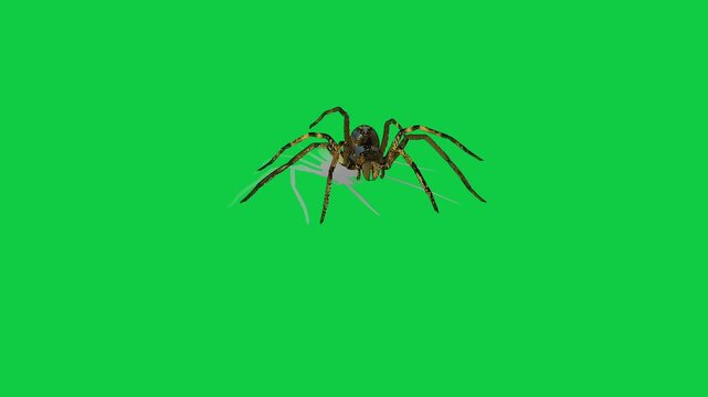 Realistic spider Tarantula moving walking spider net spiderman ant bees fly scorpion The concept of animal, wildlife, horror Halloween 3d animation Green Screen  4K UHD background