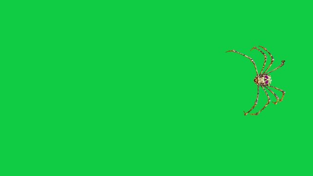 Realistic spider Tarantula moving walking spider net spiderman ant bees fly scorpion The concept of animal, wildlife, horror Halloween 3d animation Green Screen  4K UHD background