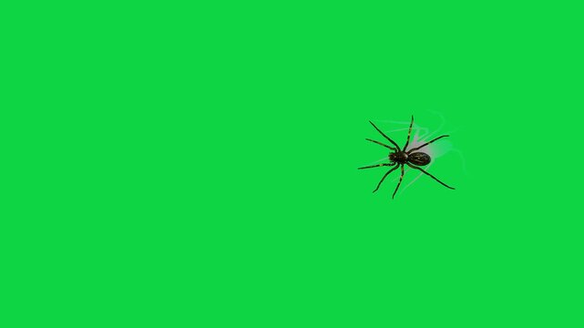 Realistic spider Tarantula moving walking spider net spiderman ant bees fly scorpion The concept of animal, wildlife, horror Halloween 3d animation Green Screen  4K UHD background