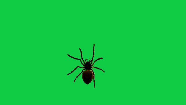 Realistic spider Tarantula moving walking spider net spiderman ant bees fly scorpion The concept of animal, wildlife, horror Halloween 3d animation Green Screen  4K UHD background