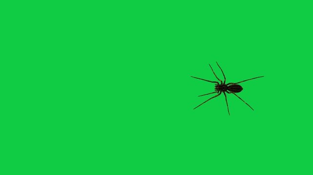 Realistic spider Tarantula moving walking spider net spiderman ant bees fly scorpion The concept of animal, wildlife, horror Halloween 3d animation Green Screen  4K UHD background
