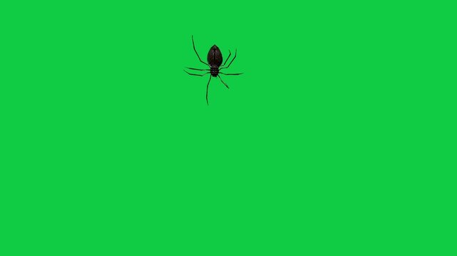 Realistic spider Tarantula moving walking spider net spiderman ant bees fly scorpion The concept of animal, wildlife, horror Halloween 3d animation Green Screen  4K UHD background