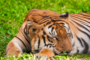 Obraz premium Bengal tiger wildlife, Bengal tiger India, Royal Bengal tiger, tiger big cat, tiger wildlife photography, tiger in jungle, tiger in forest, tiger close up, tiger portrait, tiger eyes, tiger face
