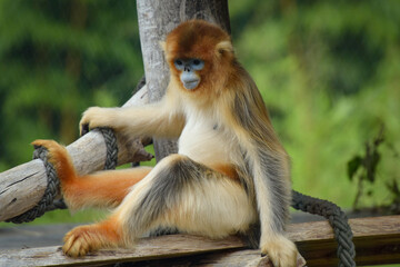 Fototapeta premium View of a golden snub-nosed monkey in a park