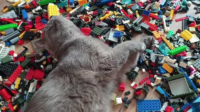 A large gray cat lies sprawled on the floor among dozens of scattered plastic building bricks, batting and pawing at the small pieces with curiosity. A funny and relatable pet moment of cat playing.