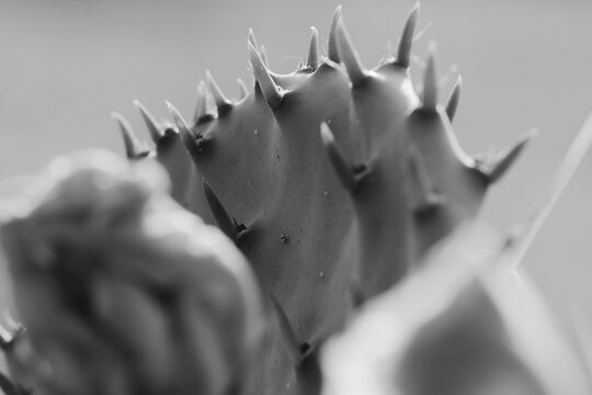 Prickly pear cactus texture close up in black and white in Texas nature.