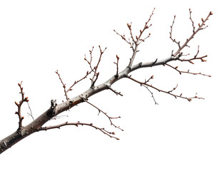 Fototapeta premium Bare branch with small buds against a stark white background