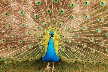 Obraz premium A colourful peacock displaying its fully spread tail feathers with vivid eye patterns and iridescent blue and green plumage. Close-up view highlighting texture, symmetry, and natural beauty.