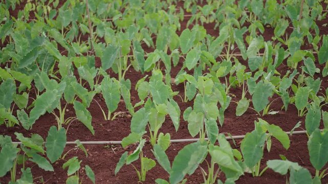 Green vegetable plants growing in soil agricultural field