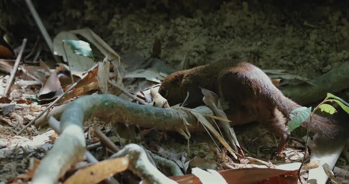 Northern Treeshrew Tupaia belangeri foraging on the forest floor among dry leaves and roots in a tropical jungle during the day. Close-up side view of the small mammal in its natural habitat.