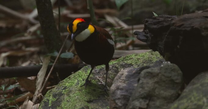 Malayan Banded Pitta bird standing on a mossy rock on the forest floor in a tropical jungle. Close-up profile view of Hydrornis guajanus in northern treeshrew habitat.