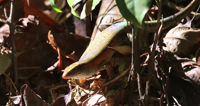 Many-lined sun skink resting on dry brown leaves on a tropical forest floor during daytime. Close-up shot showing iridescent scales and orange side stripe in natural sunlight.