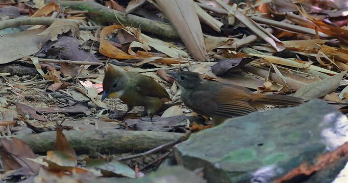 Small brown bird feeding its young fledgling on a forest floor covered in dry leaves and twigs during daylight. Close-up eye-level shot of avian parental care in nature.