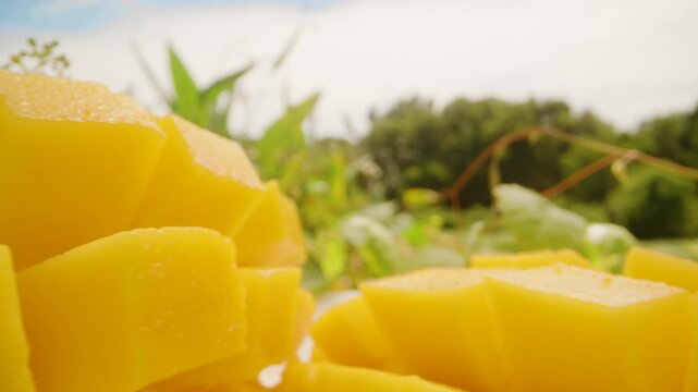 Close up of mango cubes in bright sunlight with soft focus on green plants in the background captured by dolly slider zoom, Sweet Tropical Treat