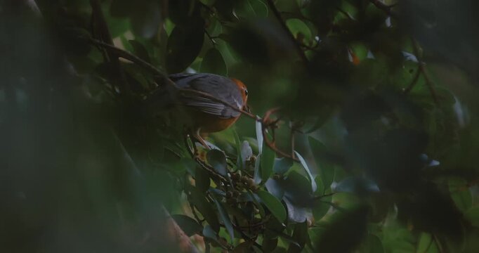 Slaty-legged Crake, Rallina eurizonoides, perched on a branch amidst green leaves in a tropical forest. Close-up wildlife photography with shallow depth of field and natural shadows.