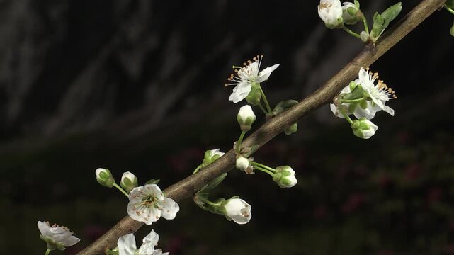 Crataegus monogyna