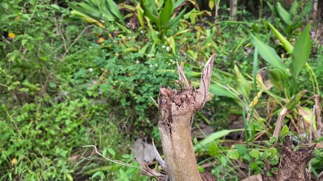 Green lizard perches on a dry, weathered stump. Surrounded by lush, leafy green plants. Natural jungle setting, vibrant and alive. Lizard blends into mossy, earthy tones. Perfect for nature, wildlife