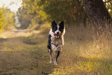 Obraz premium Perro Border Collie blanco y negro corriendo feliz por un camino de tierra en la naturaleza.