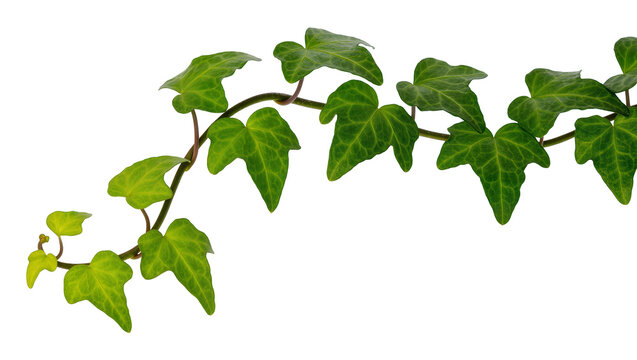 Isolated fresh green ivy vine plant with lush leaves, trailing horizontally, natural botanical growth.