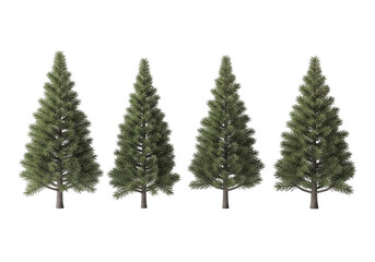 Obraz premium Four Evergreen Christmas Trees in a Row, Perfectly Aligned, isolated on transparent background
