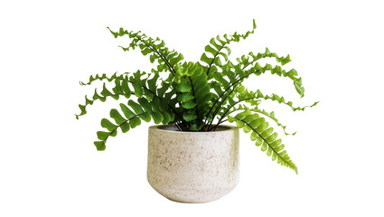 Isolated potted green fern houseplant with vibrant lush leaves in a textured natural planter © Denis