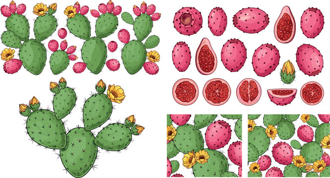 Prickly pear cactus and fruit vector illustration set with slices flowers and seamless pattern elements colorful desert botanical design