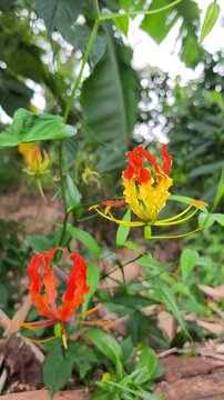 Vibrant red and yellow flowers bloom amid lush green foliage. Petals curve gracefully, adding vivid contrast to the scene. Nature's beauty shines through bold, fiery color and intricate form
