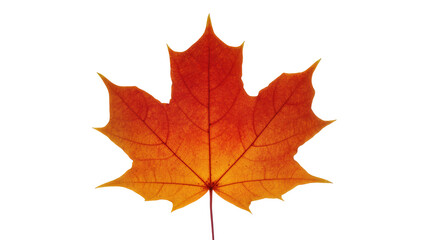 Fototapeta premium Isolated vibrant autumn maple leaf in red and orange colors with visible veins