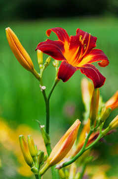 Red Daylily (Hemerocallis fulva)