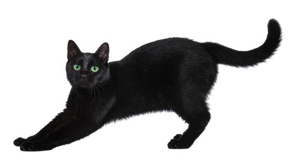 Isolated elegant black cat with vibrant green eyes stretching and looking directly at camera © Denis