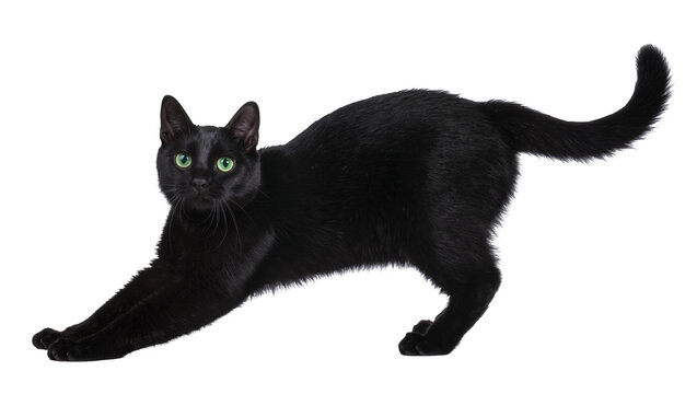 Isolated elegant black cat with vibrant green eyes stretching and looking directly at camera