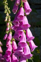 Purple Foxglove (Digitalis purpurea) © Edmondo