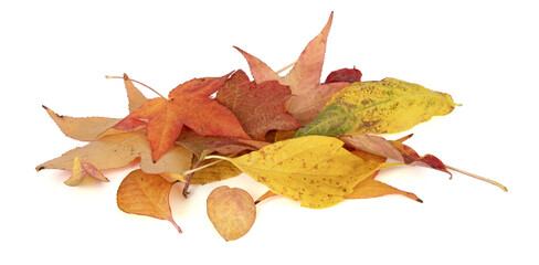 Naklejka premium Feuilles mortes en automne de différents arbres 